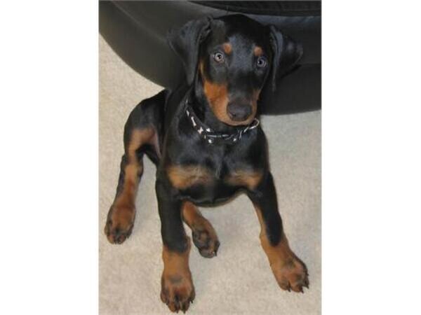 Lovely Doberman Pincher Puppy whatsapp:+44-7543-470-027