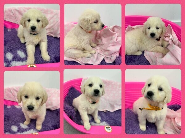 Cream White Golden Retriever Puppies