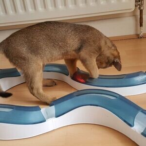 Abyssinian Kittens whatsapp:+44-7543-470-027 | PostAds PH