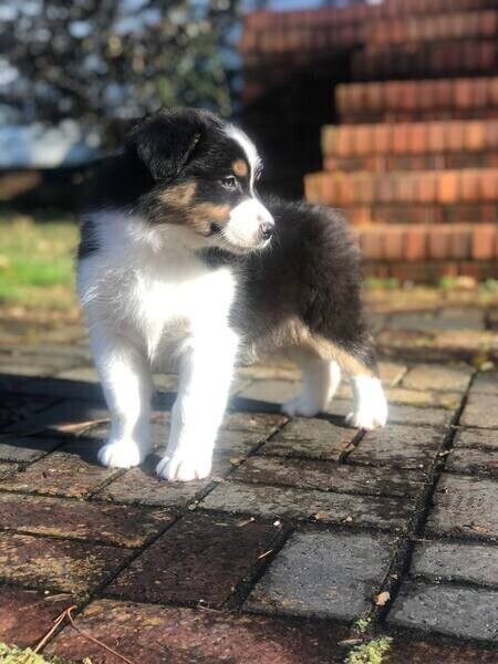 Australian shepherd puppies whatsapp:+44-7543-470-027