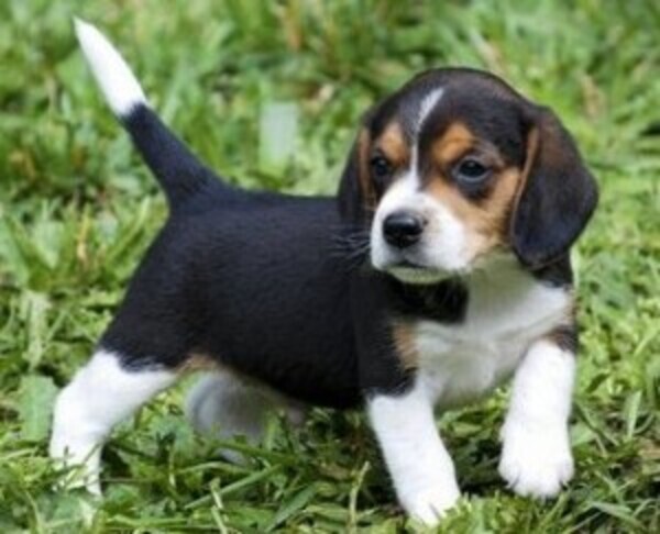 Beagle Puppy whatsapp:+44-7543-470-027