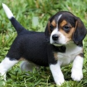 Beagle Puppy whatsapp:+44-7543-470-027 | PostAds PH