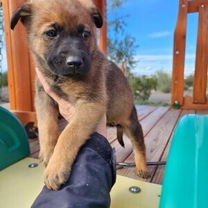 Belgian Malinois puppies whatsapp:+44-7543-470-027 | PostAds PH