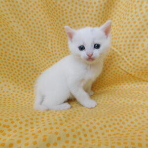 Beautiful Birman kittens whatsapp:+44-7543-470-027 | PostAds PH
