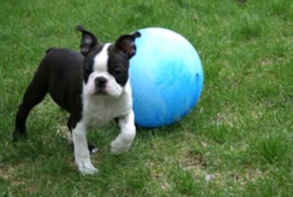 Boston Terrier pups whatsapp:+44-7543-470-027
