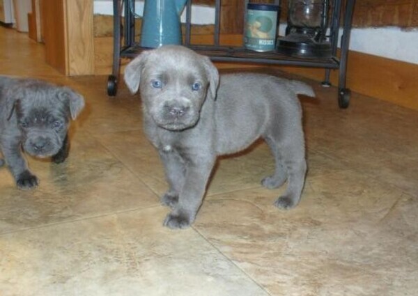 Cane corso puppies whatsapp:+44-7543-470-027