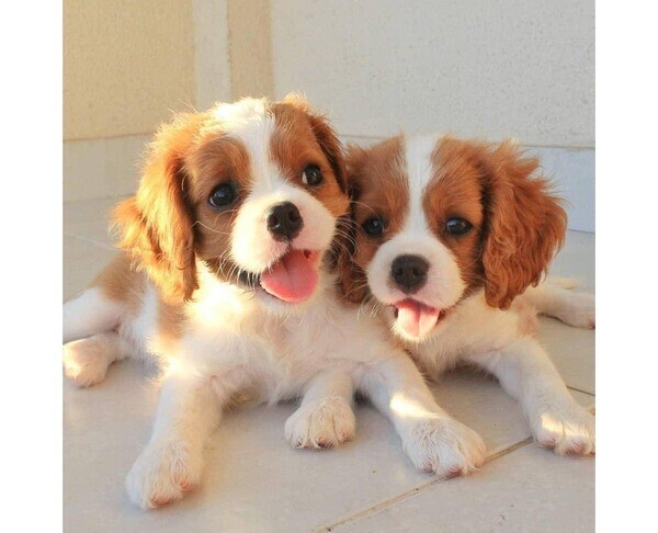 Cavalier king charles puppies whatsapp:+44-7543-470-027