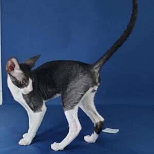 Cornish kittens whatsapp:+44-7543-470-027 | PostAds PH