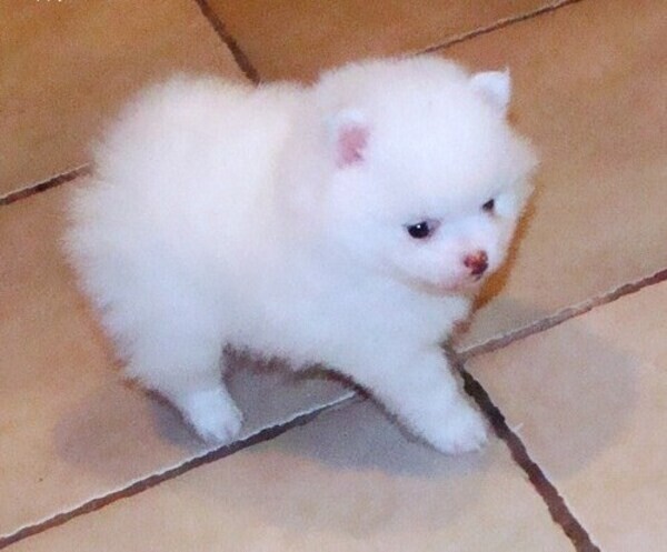 Pomeranian puppy WhatsApp:(+63-9455-189-371)  Viber:(+63-9455-189-371)