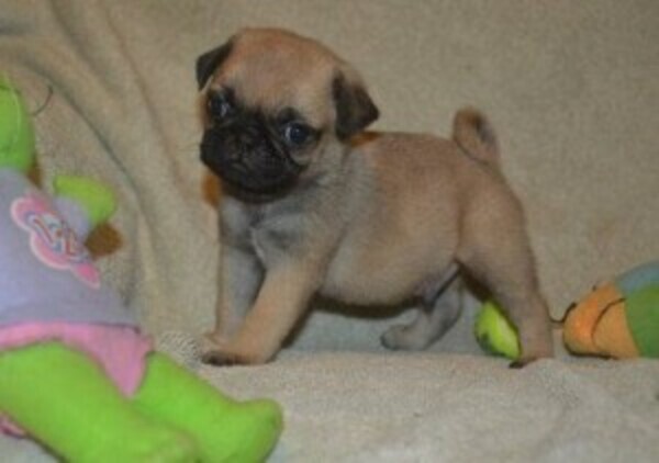 Pug pups WhatsApp:(+63-9455-189-371)  Viber:(+63-9455-189-371)