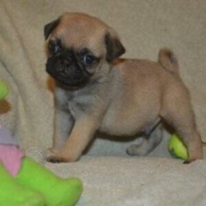 Pug pups WhatsApp:(+63-9455-189-371) Viber:(+63-9455-189-371) | PostAds PH
