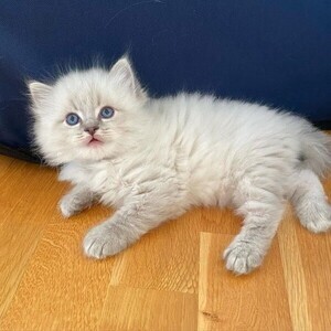 Ragdoll kittens WhatsApp:(+63-9455-189-371) Viber:(+63-9455-189-371) | PostAds PH
