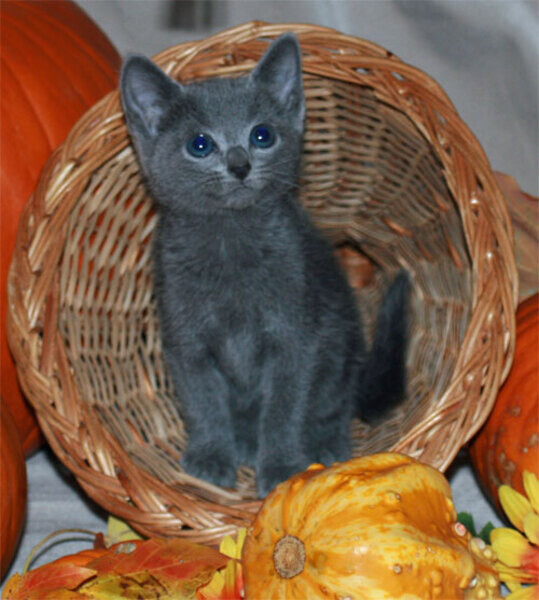 Russian Blue kittens WhatsApp:(+63-9455-189-371)  Viber:(+63-9455-189-371)
