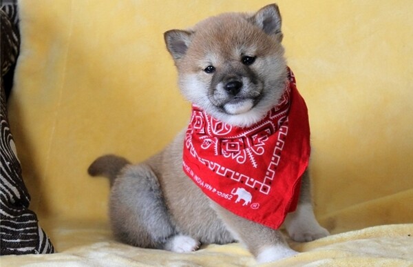 Shiba Inu Puppies WhatsApp:(+63-9455-189-371)  Viber:(+63-9455-189-371)
