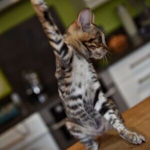 Toyger kittens WhatsApp:(+63-9455-189-371) Viber:(+63-9455-189-371) | PostAds PH