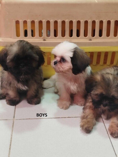 Quality Shih Tzu Puppies