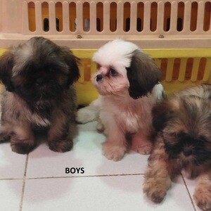 Quality Shih Tzu Puppies | PostAds PH