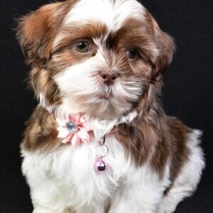 Shih Tzu Pups WhatsApp:+63-9455-189-371 Viber:+63-9455-189-371 | PostAds PH