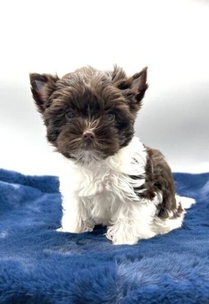Yorkshire Terrier PuppiesWhatsApp:+63-9455-189-371  Viber:+63-9455-189-371
