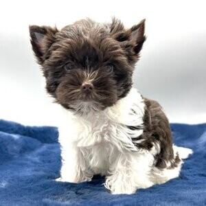 Yorkshire Terrier PuppiesWhatsApp:+63-9455-189-371 Viber:+63-9455-189-371 | PostAds PH
