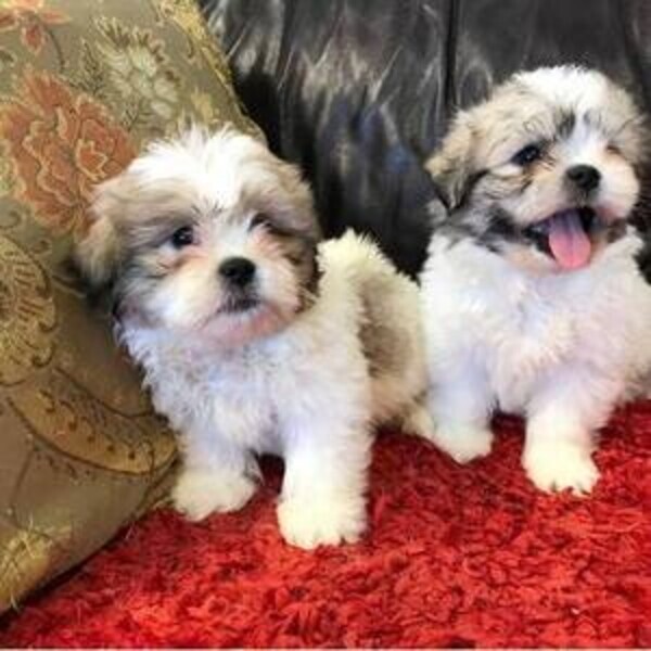 shihtzu pupies