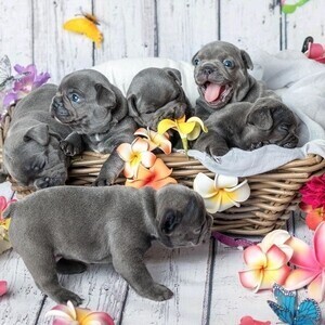 french bulldog | PostAds PH