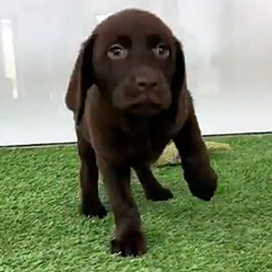 labrador puppy | PostAds PH