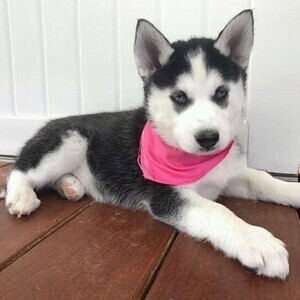 husky puppy | PostAds PH