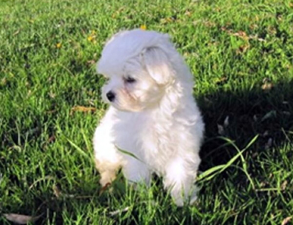 maltese puppy