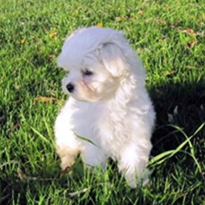 maltese puppy | PostAds PH
