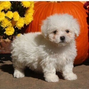bichon puppy | PostAds PH