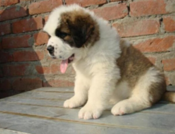 san puppys