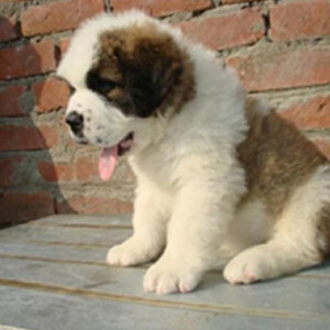 san puppys | PostAds PH