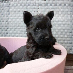 scotish puppy | PostAds PH