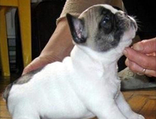french puppy