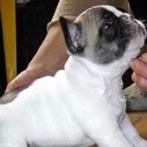 french puppy | PostAds PH