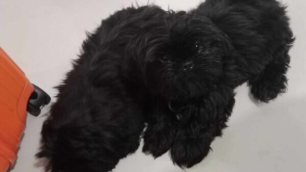 SHIH TZU Forsale
