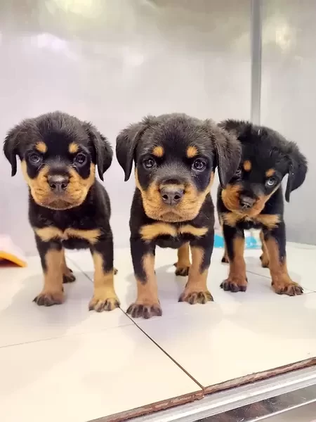 Rottweiler Puppies