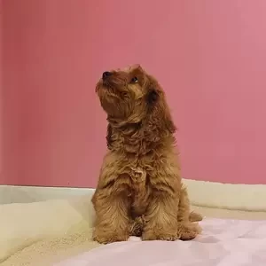 cockapoo puppy | PostAds PH