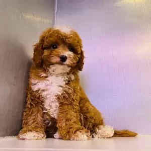 maltipoo puppy | PostAds PH
