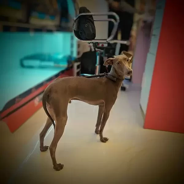 Italian Grey Hound Male