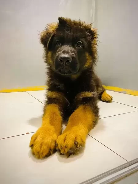 King Size German Shepard puppy