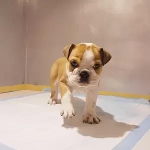 English Bulldog Female | PostAds PH
