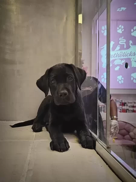 Black Labrador Male Puppy