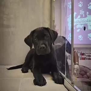 Black Labrador Male Puppy | PostAds PH