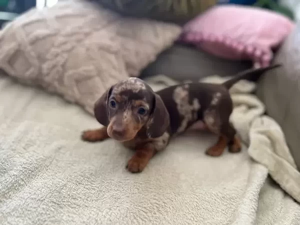 Mini Merle Dachshund
