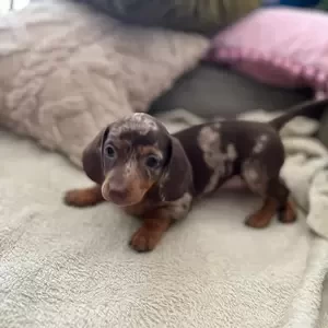 Mini Merle Dachshund | PostAds PH
