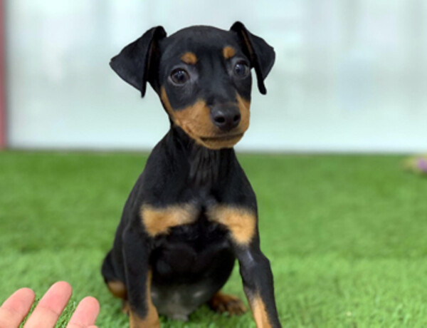 pinscher puppy