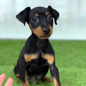 pinscher puppy | PostAds PH