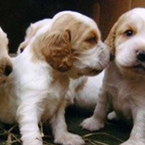 english cocker | PostAds PH